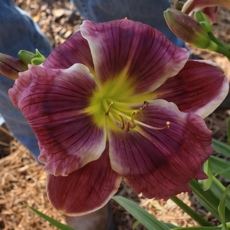 Blinged Out daylily bloom