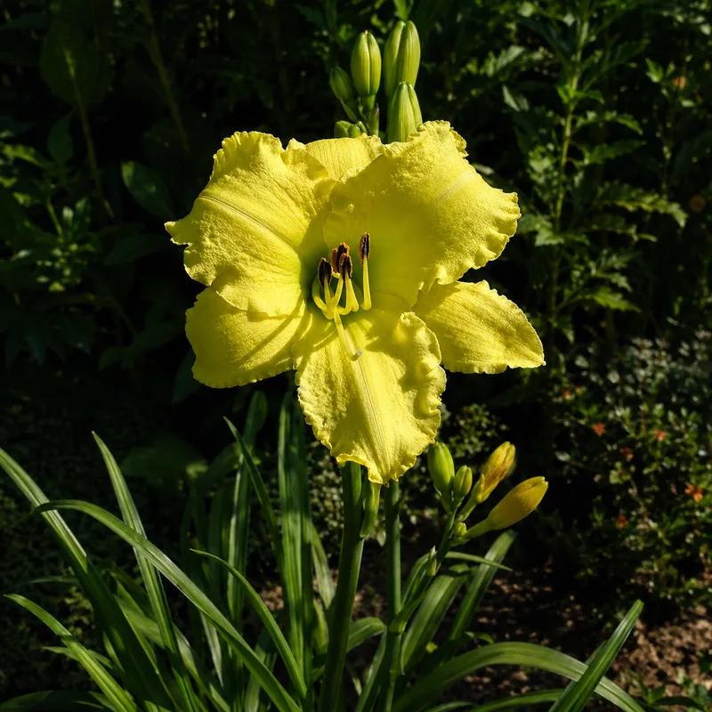 Kaskel's Tweety Bird daylily bloom