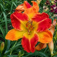 Bicolor Bonanza AHS image