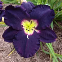 Carbon Black AHS image