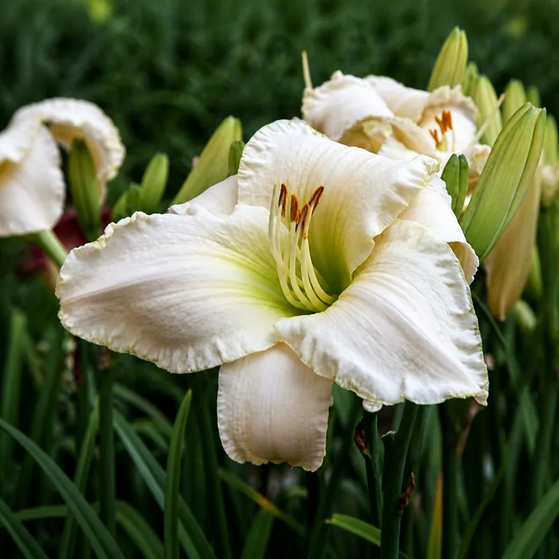 Palladian White