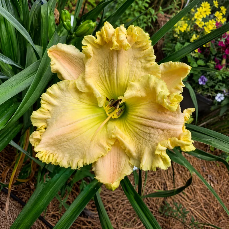 Paradise Covenant Blessings