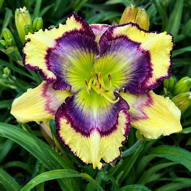 Purple Sunshine