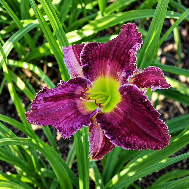 Laurelwood's Blueberry Splash daylily bloom