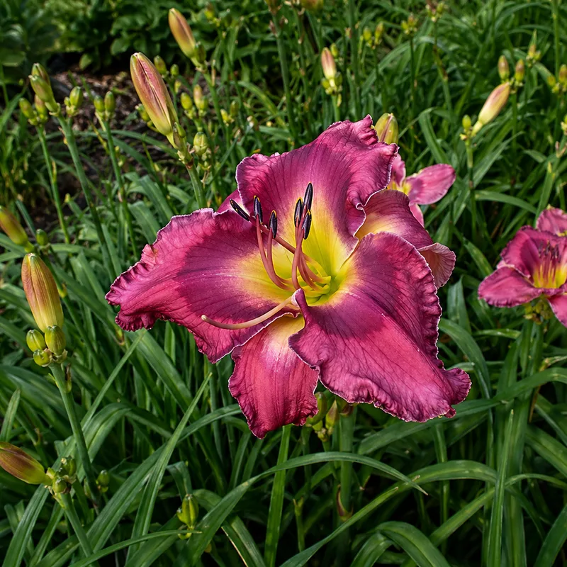A Taste of Asheville daylily bloom