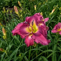 A Taste of Asheville AHS image