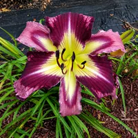Buddy's Rayna AHS image
