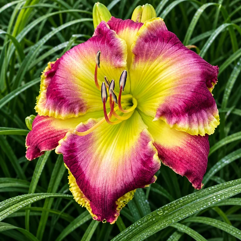 Radiant Beacon