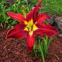 Buddy's Call Me Red AHS image