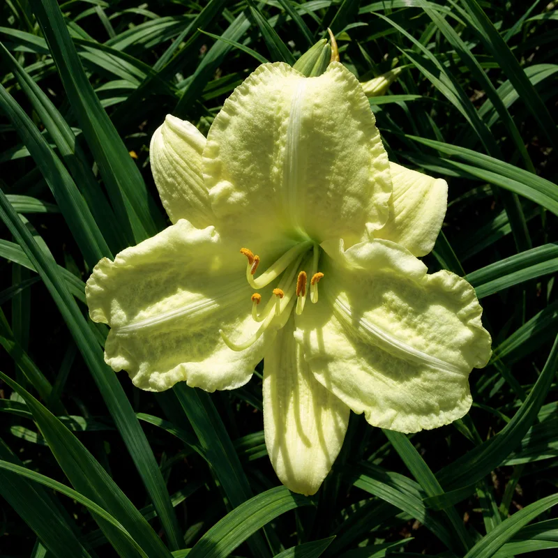 Disco Cat