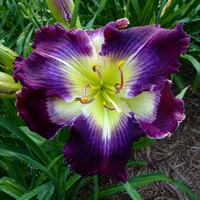 Purple Vortex AHS image