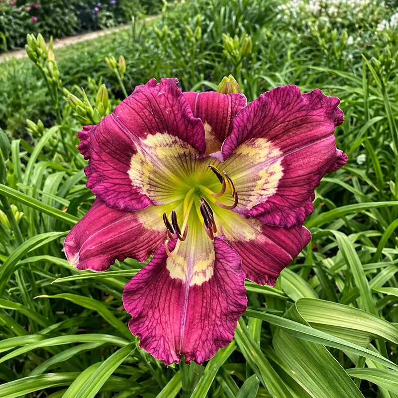 Lauren Reese daylily bloom