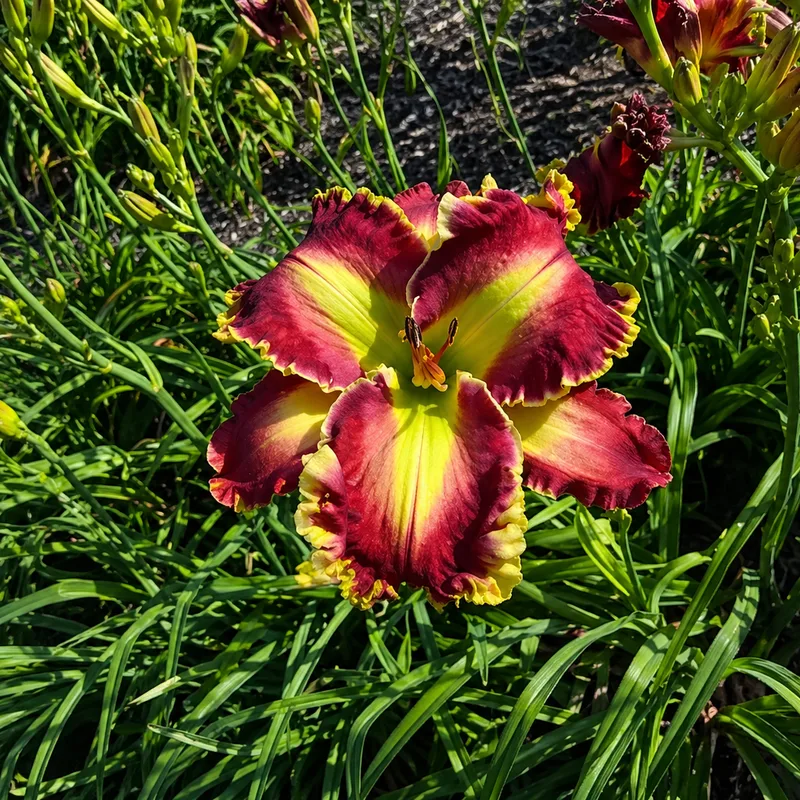Red Rageous daylily bloom