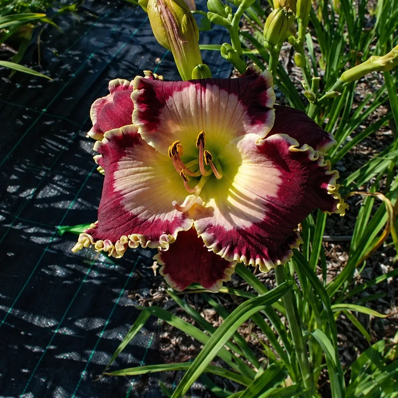Kingdom Kid daylily bloom