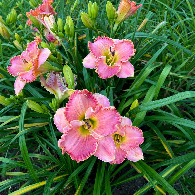 Perpetual Pink