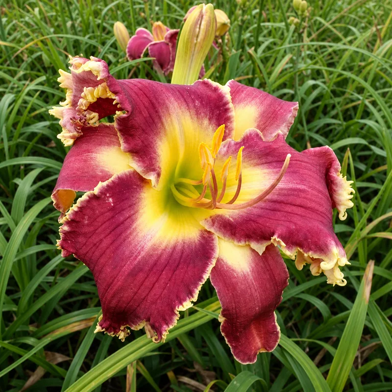 Fabulous Fancy Frills
