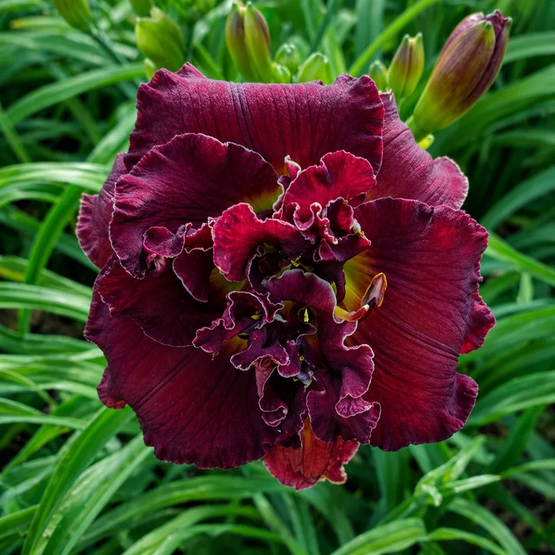 Spacecoast Twisted Mocha daylily bloom
