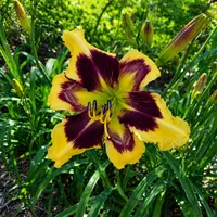 Spacecoast Wide Eyed Envy AHS image