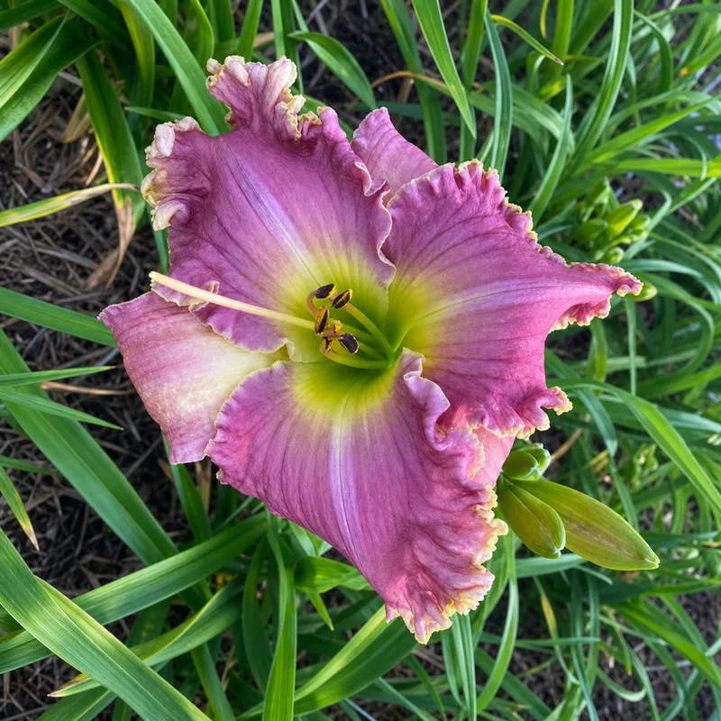 Delaine's Delight