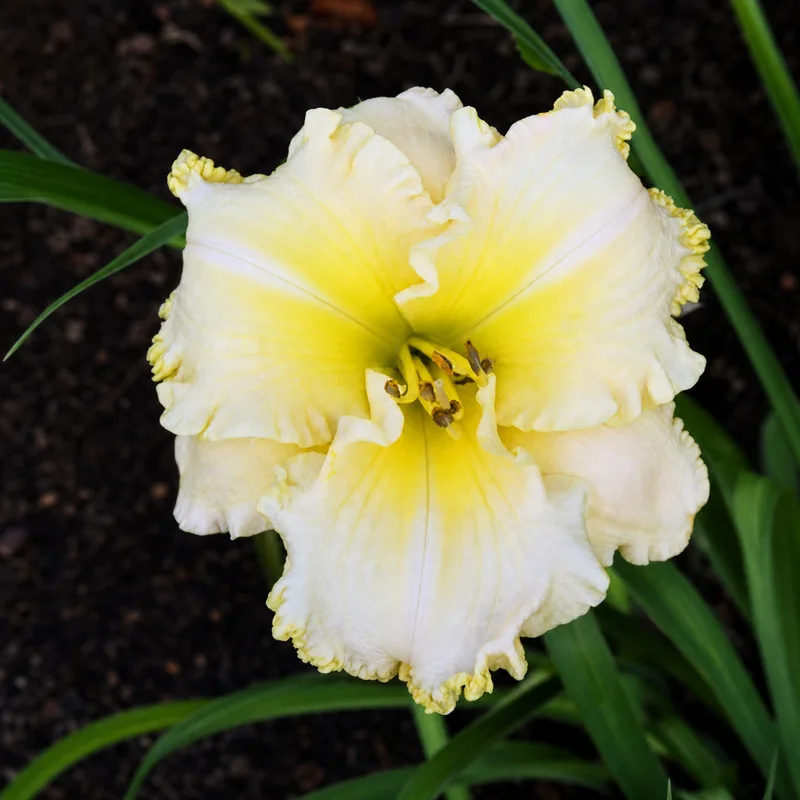 A Lily Named Sue