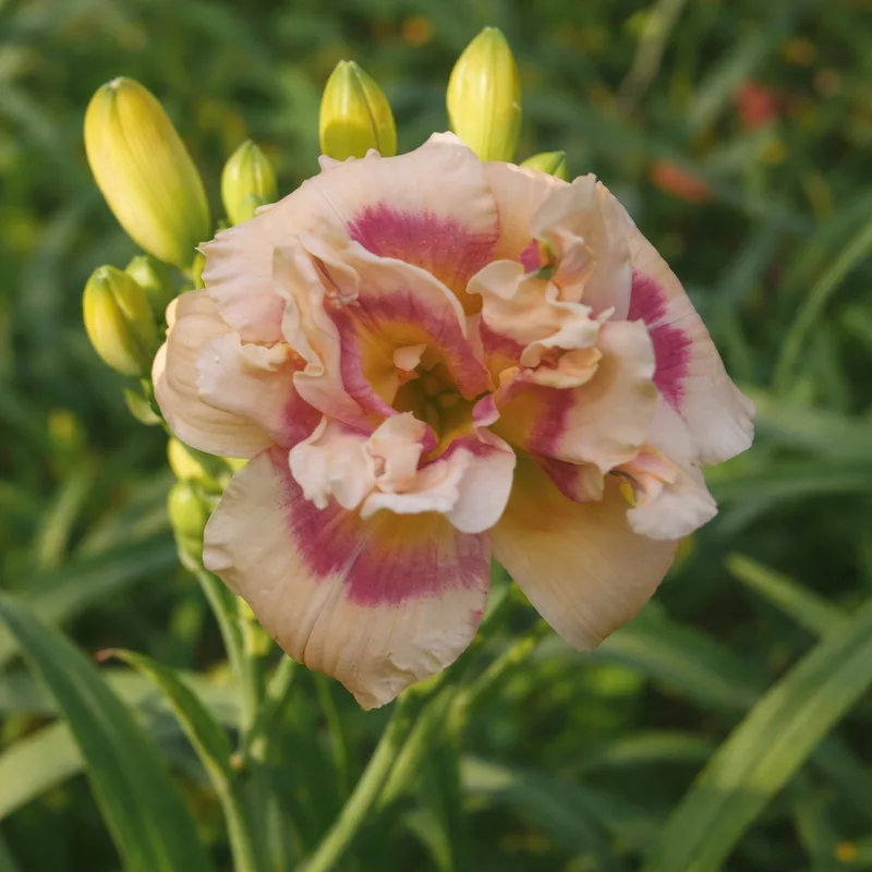 Cherry Smash Cupcake daylily bloom
