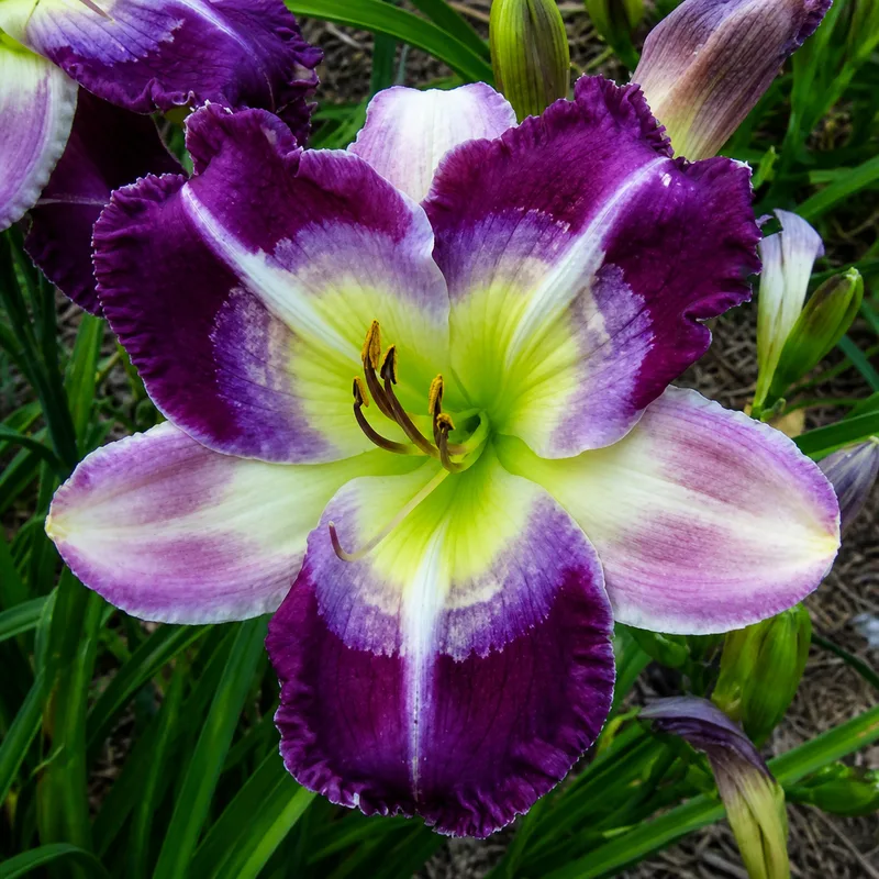 Purple Sweetheart
