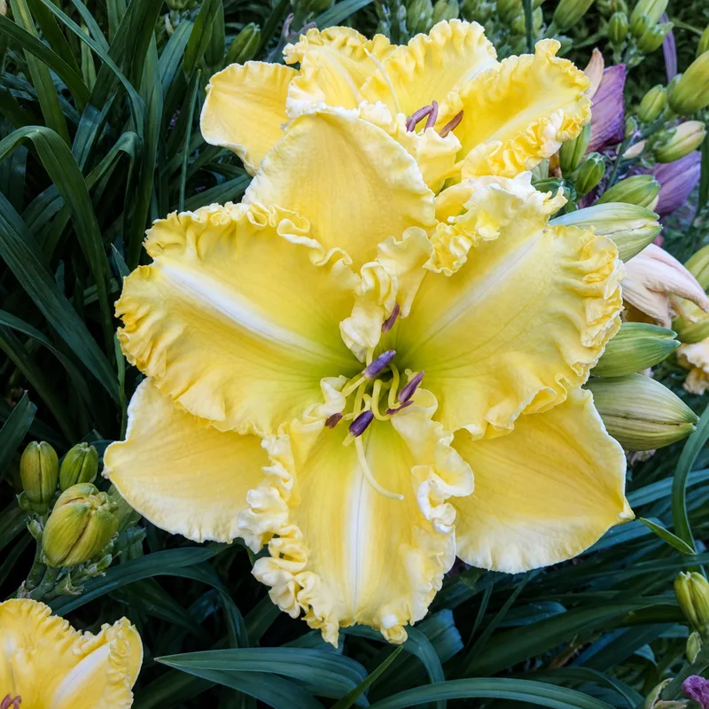 Fluffy Sunshine AHS image