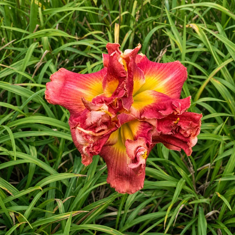 Ecor Rouge Jubilee