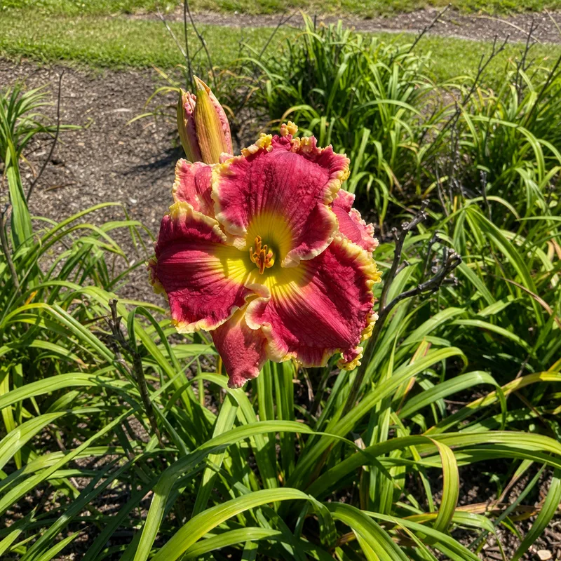 Bessie Neele Favorite Color