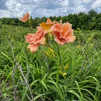 Talquin's Dusty Rose AHS image