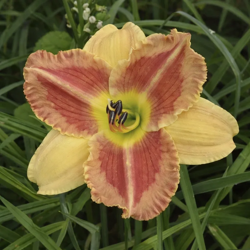 Topguns Five Tool Prospect daylily bloom