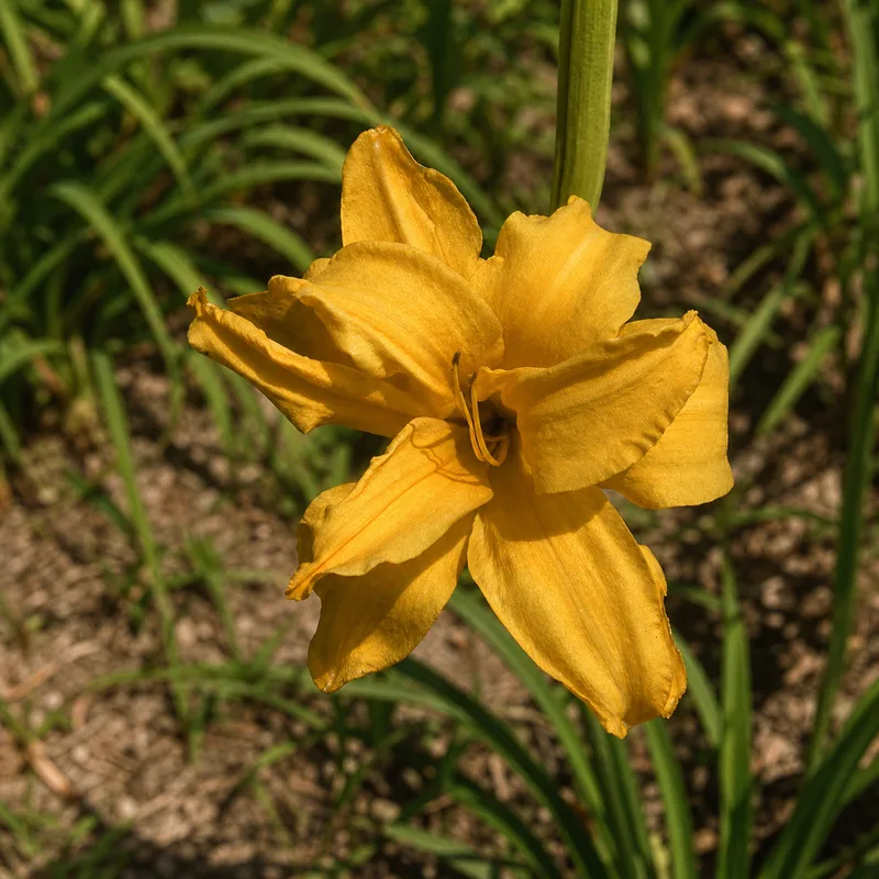 Double Crown
