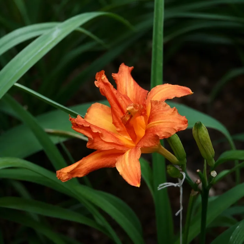 Ancient Flame