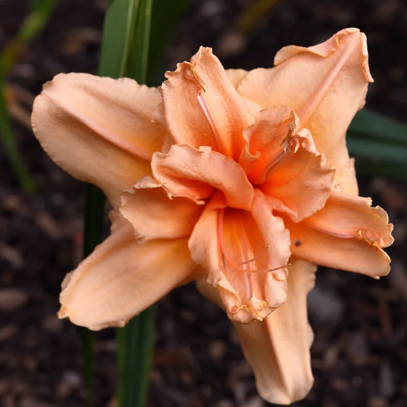 Double Delight AHS image