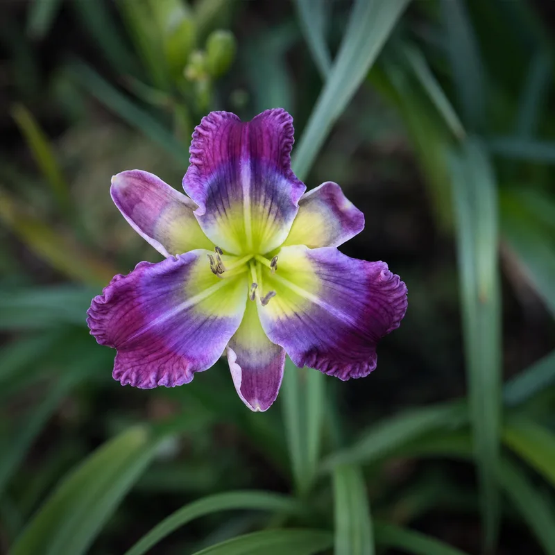 As the Petals Turn