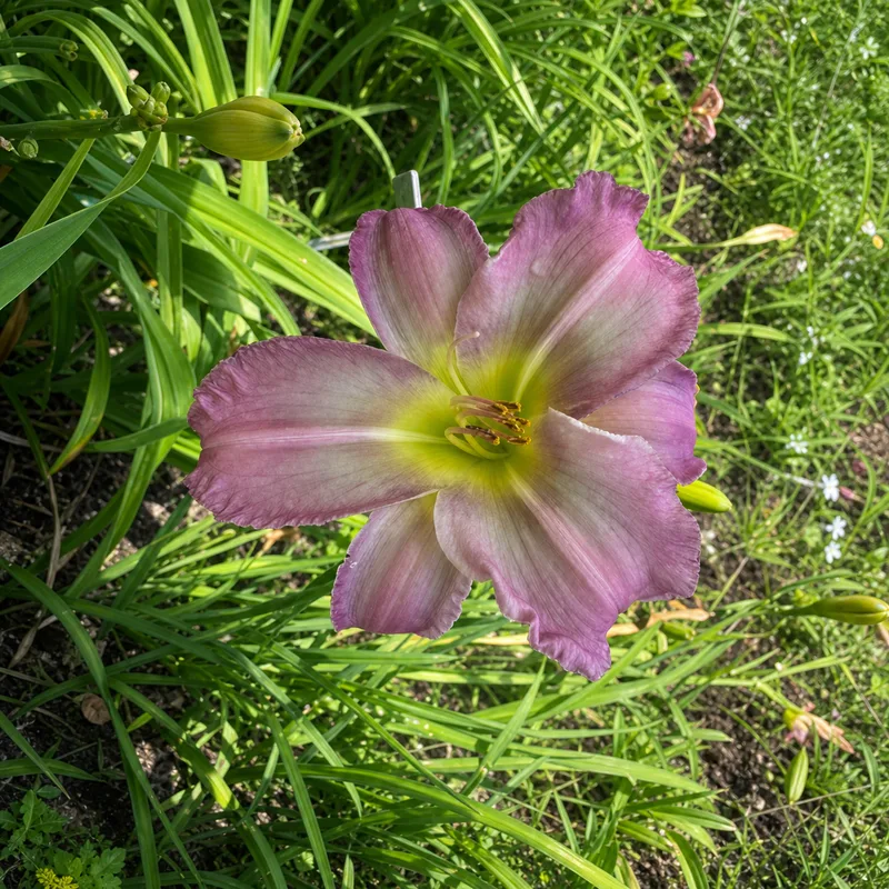 Dewey Lavender Mornin