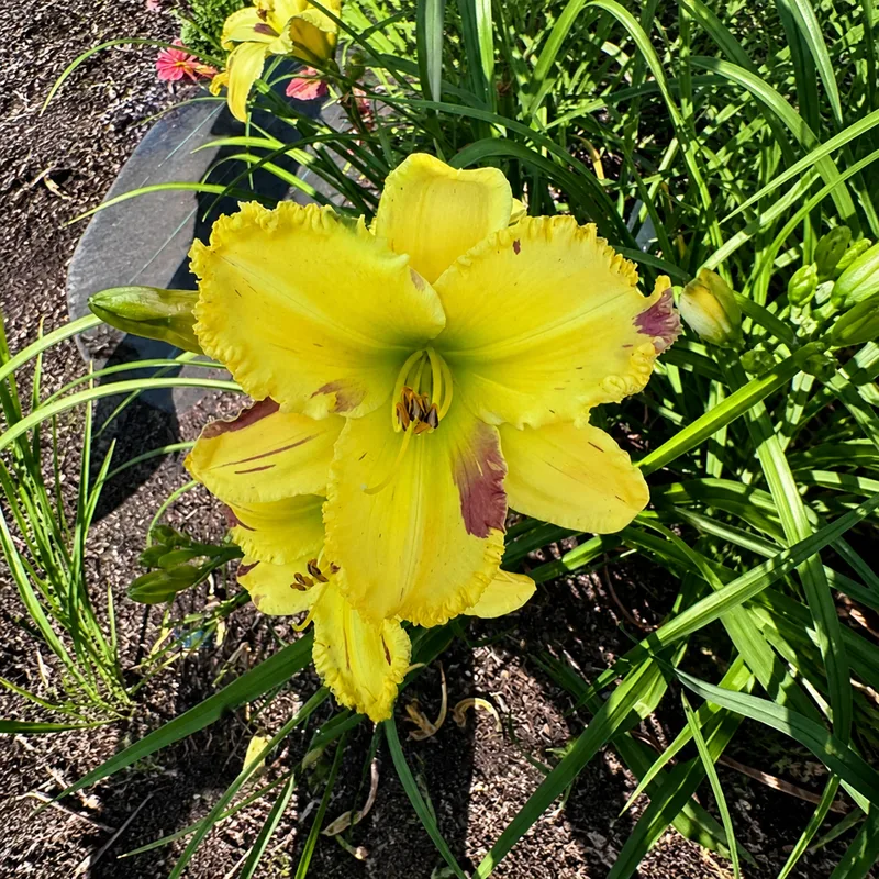 Painted Profusion
