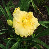 Lemonicious AHS image