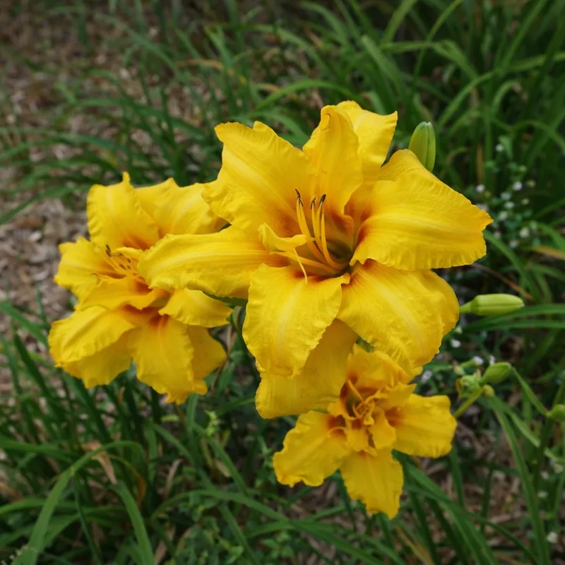 Double Dixie AHS image