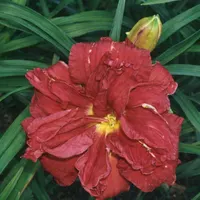 Double Firecracker AHS image