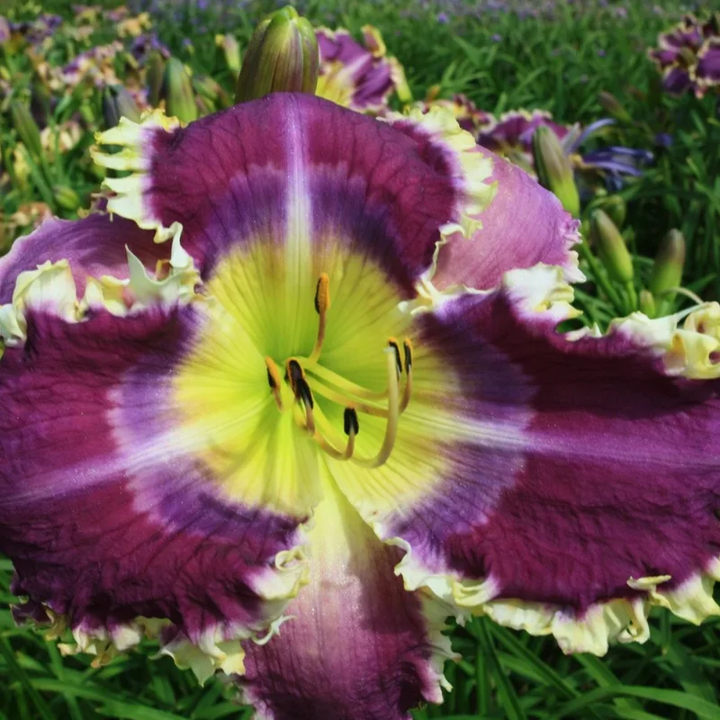 Violet Burst