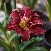Double Grapette AHS image