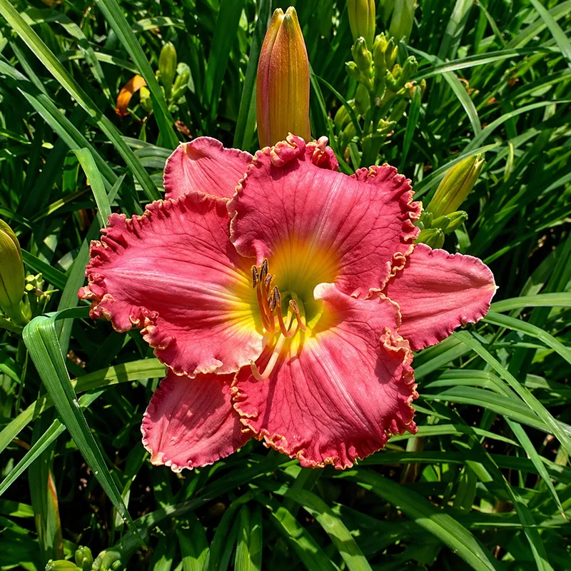 Helena Handbasket daylily bloom