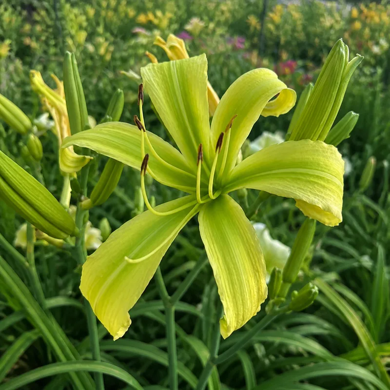 Green It Up