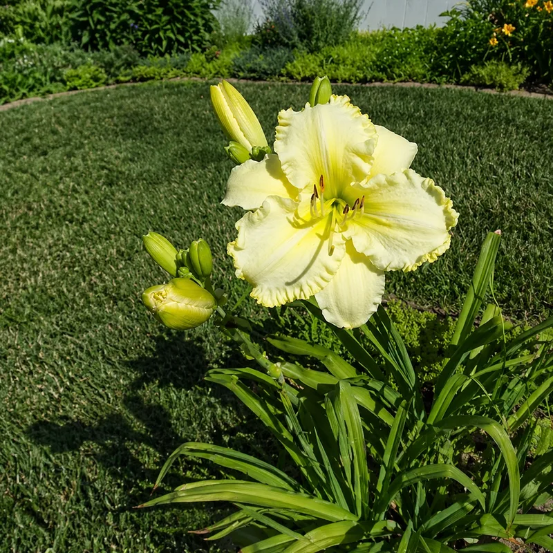 Lemon Limelight AHS image