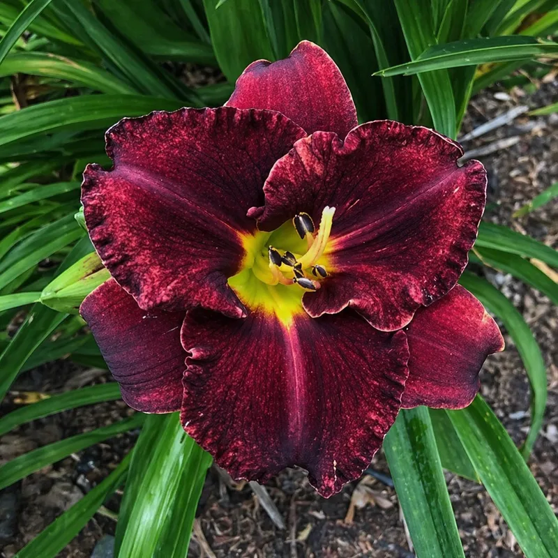 Cherry Champagne