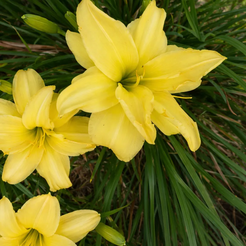 Double Me daylily bloom