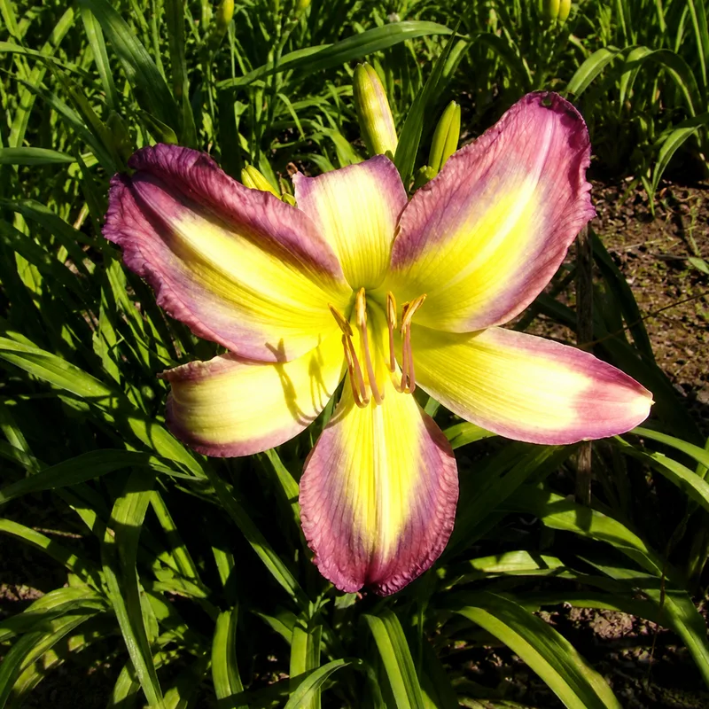 Nacho Average Bloom AHS image