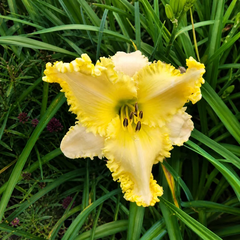 Chrysagon
