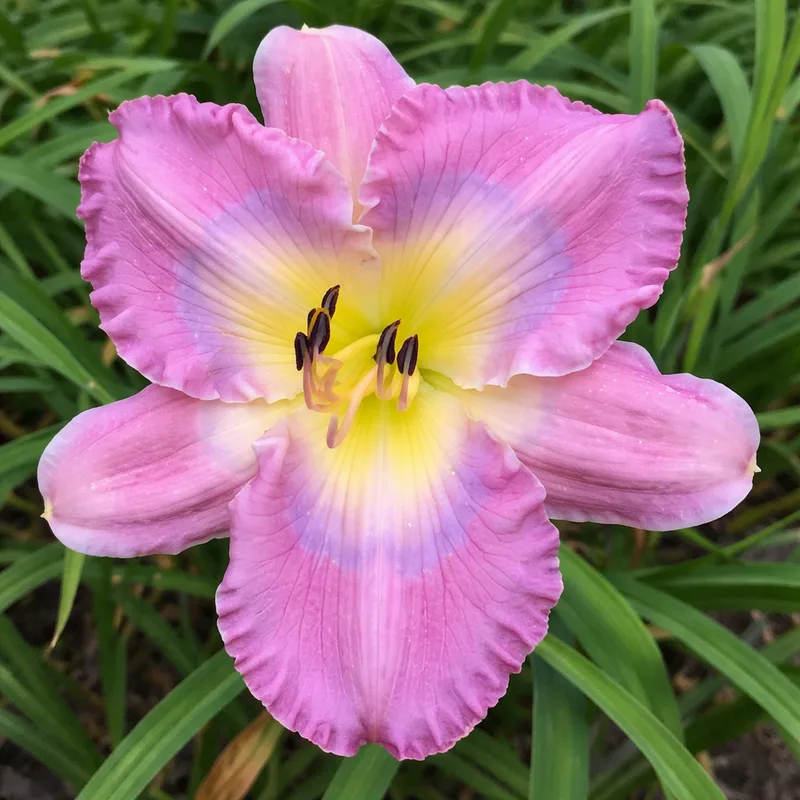 Pink Blue Butterfly daylily bloom